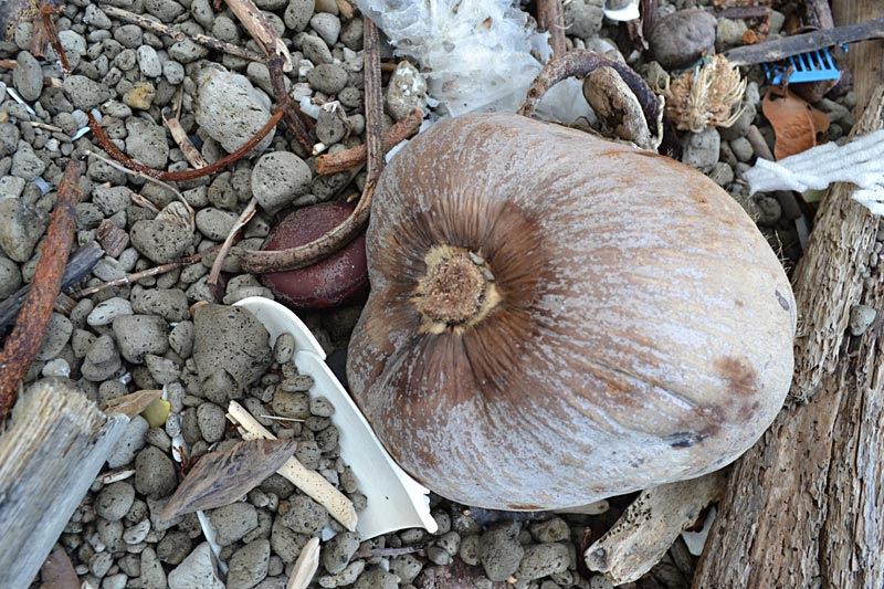 Sea Heart Seeds radiant sun