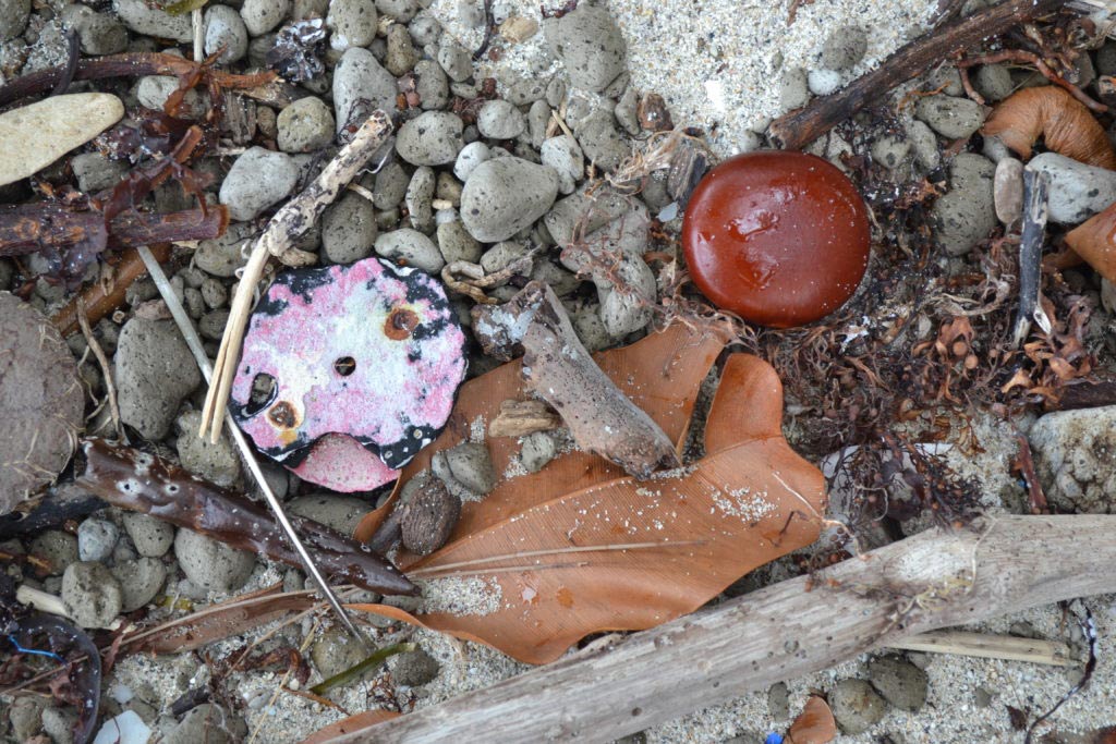 Sea Heart Seeds radiant sun