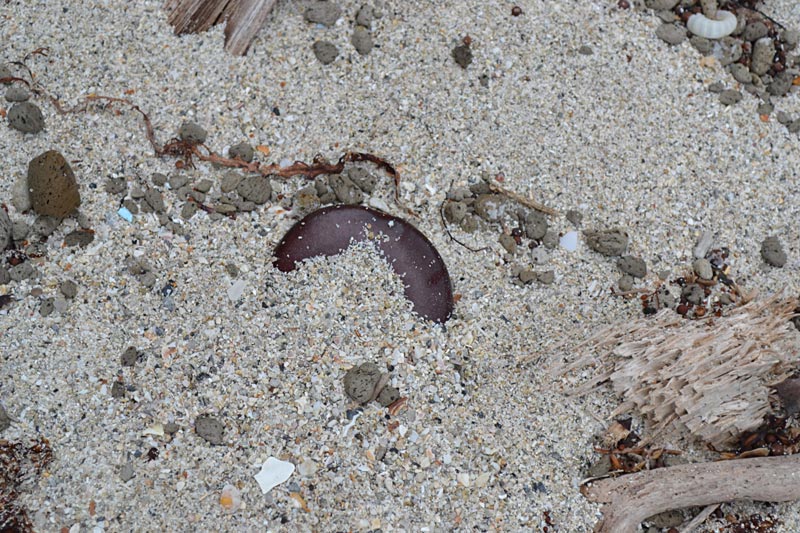 Sea Heart Seeds radiant sun