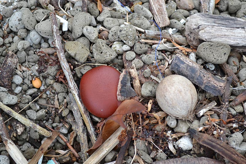 Sea Heart Seeds radiant sun